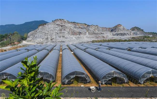 富阳区渌渚镇大棚种植基地